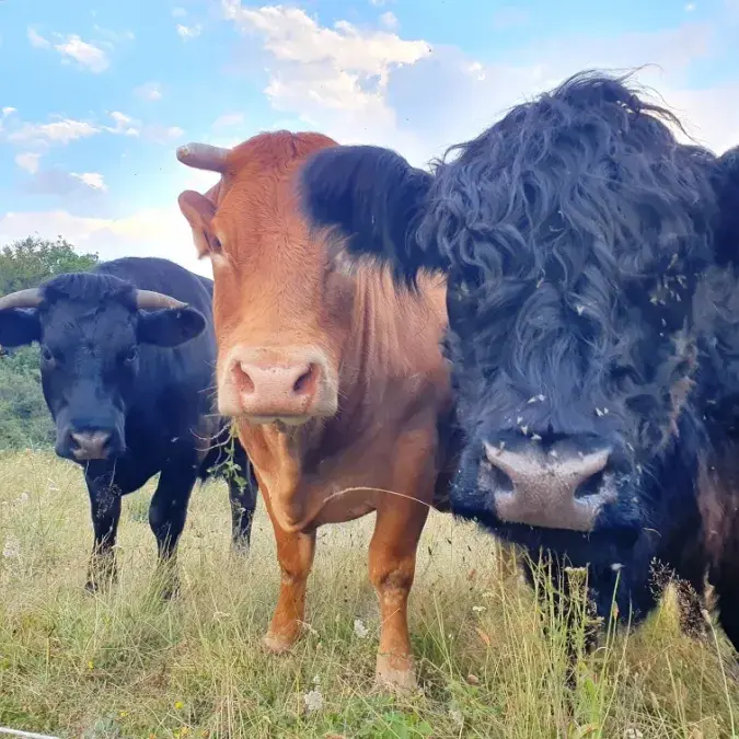 nos vaches de compagnie