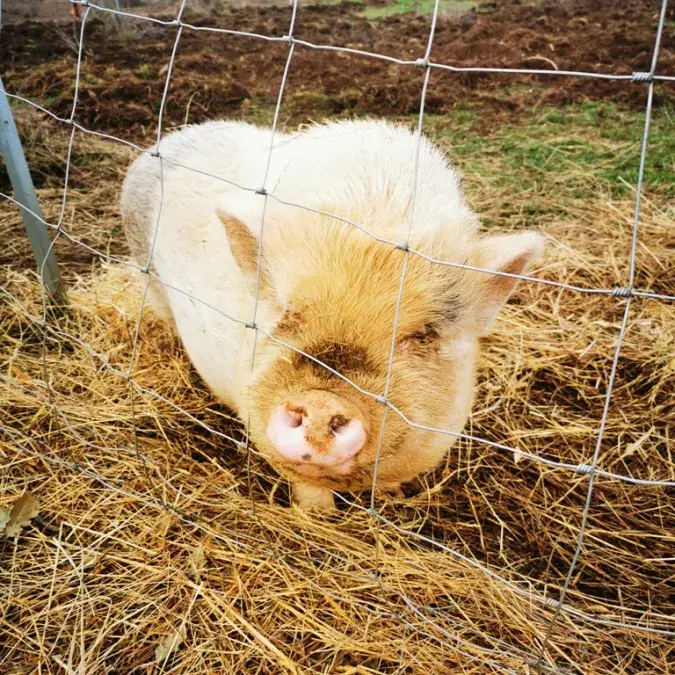 buddy le cochon asiatique