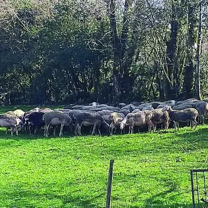 Visite commentée du GAEC du Champ de la Fontaine_Murat-sur-Vèbre