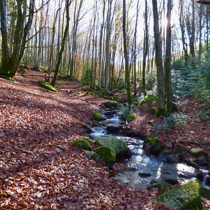 Aire de pique-nique de l'Enfant Sauvage_Lacaune