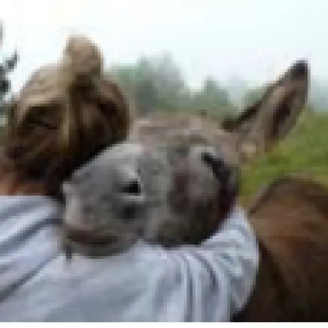Randonnée avec des ânes_Fraisse-sur-Agout