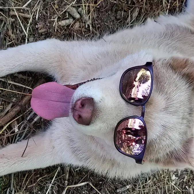 Randonnée cani-marche_La Salvetat-sur-Agout