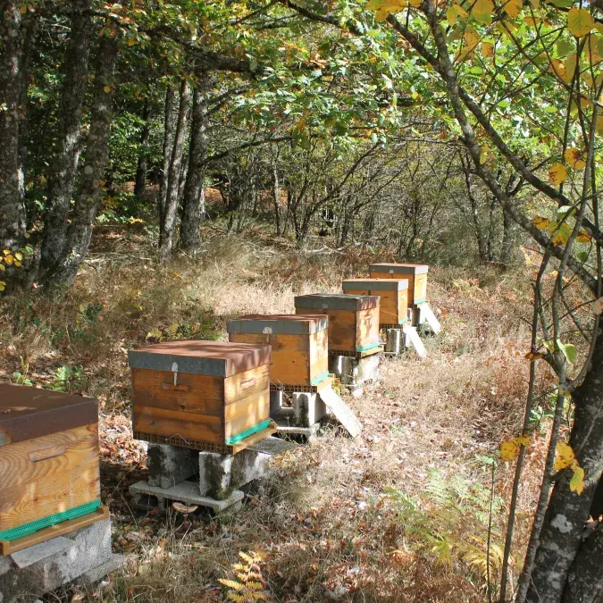 Anglès Mellifica_Anglès