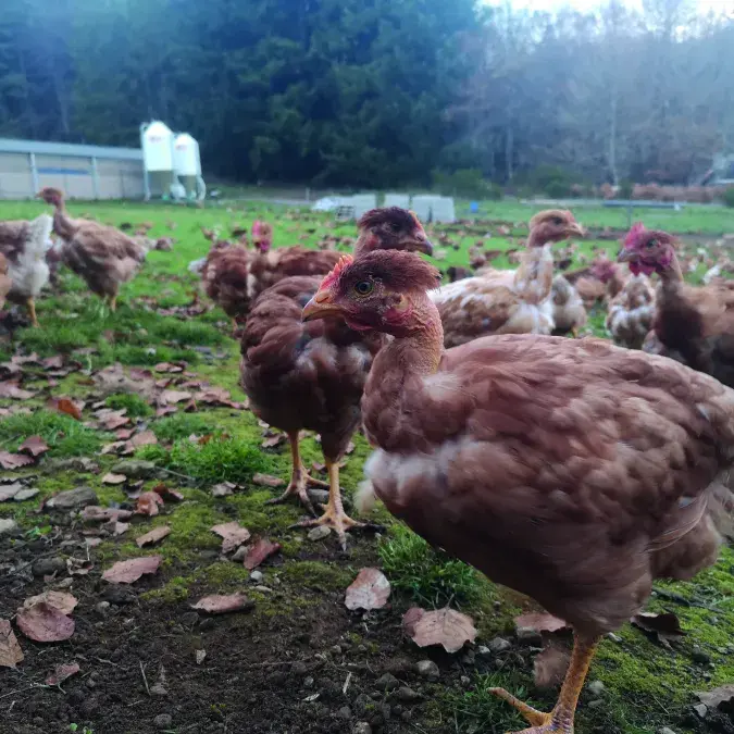 GAEC du Faydas_Anglès