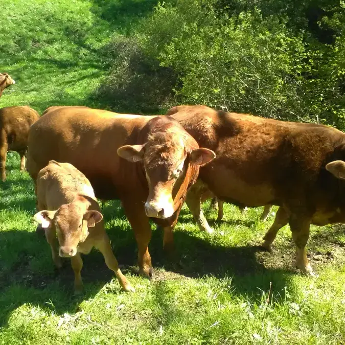 GAEC d'Ornac_Gijounet