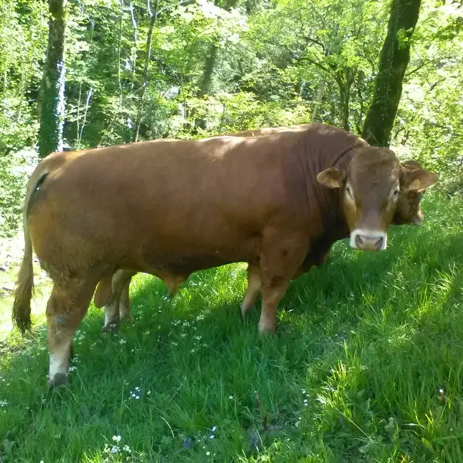 GAEC d'Ornac_Gijounet