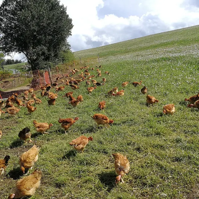 Ferme des Longagnes_Murat-sur-Vèbre