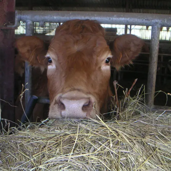 GAEC Moulin de Louat_Murat-sur-Vèbre