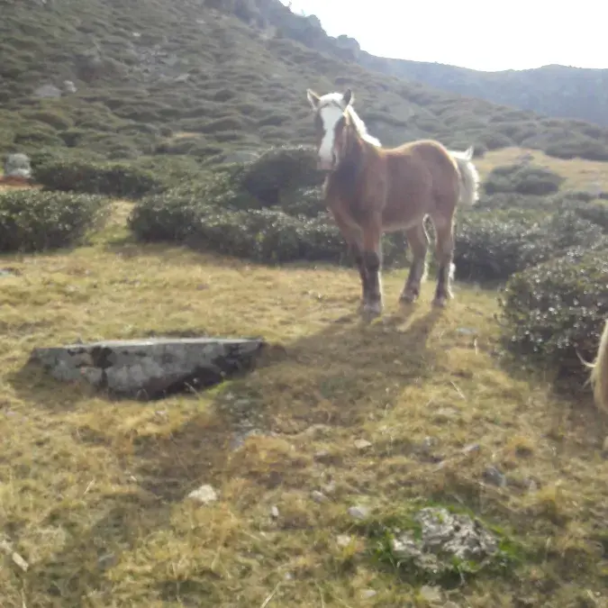 La ferme du Peyregas_Murat-sur-Vèbre