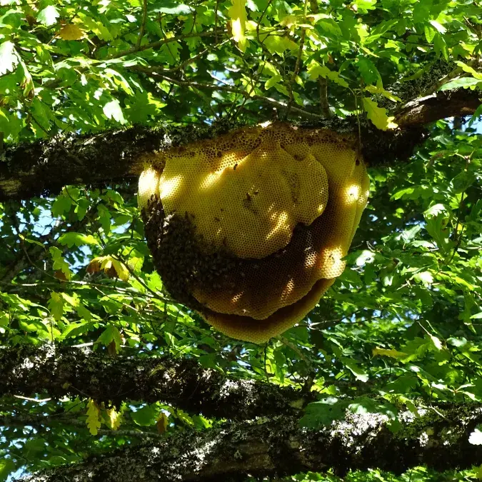 Miellerie des Monts de Lacaune_Senaux