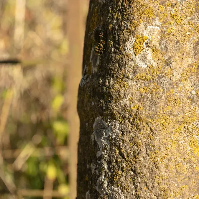 Détail de la partie médiane