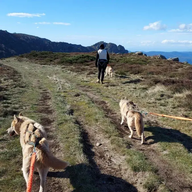 Cani-marche_Castanet-le-Haut