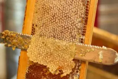 Visite commentée de la miellerie Abeilles et Ruches_Nages