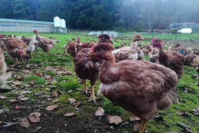 GAEC du Faydas_Anglès