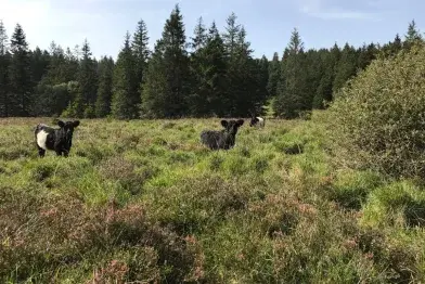 GAEC des Hautes Landes_Fraisse-sur-Agout