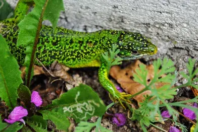 La Sagne des Baysses