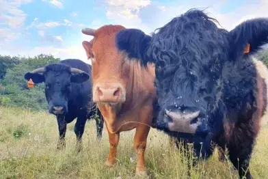Visite commentée de la ferme du Devès_Castanet-le-Haut